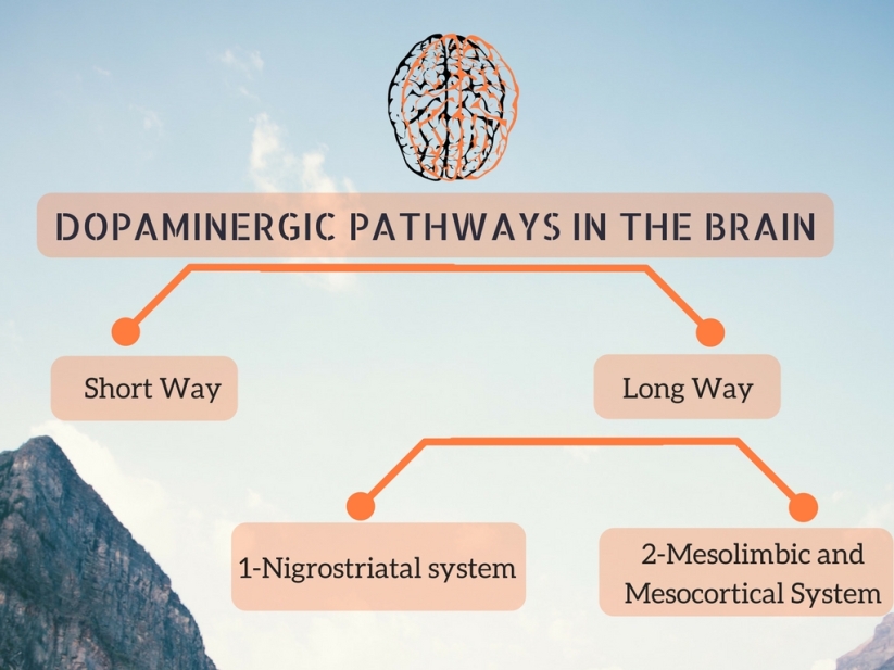 dopaminergic pathways in the brain (1)